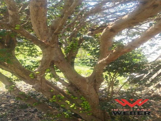 Venda em Bosque Dos Eucaliptos - Araçoiaba da Serra